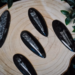 orthoceras